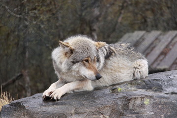Naklejka na ściany i meble portrait of a wolf in Norway