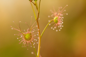carnivorous plants: rossolis, sundew, drosera