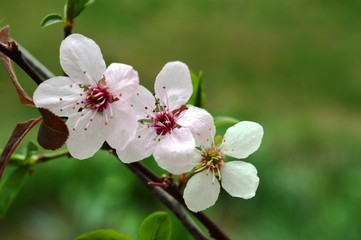 Fototapeta premium white and pink cherry blossoms