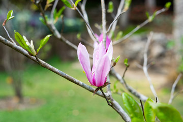 Obraz premium Close up pink blooming magnolia flower, the subfamily Magnolioideae of the family Magnoliaceae.