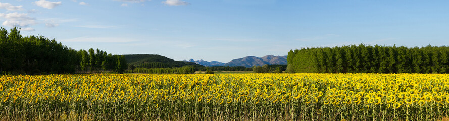 Obraz premium Cultivo de girasoles en vista panorámica con arboledas y montañas al fondo