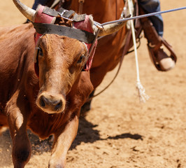 Team roping in Texas