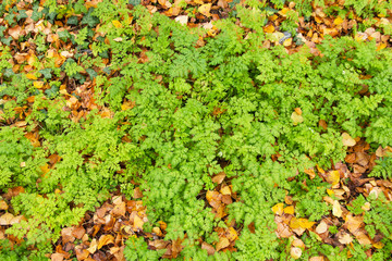 Detalle de  Planta de la familia apiaceae, umbelifera posiblemente Conium maculatum, al borde de camino entre hojas caidas otoñales