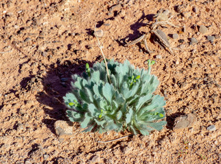 Las Vegas Bear Poppy in Bud. A bearpoppy in late winter/early spring before the flowers open. 