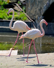 Pink flamingos at the zoo