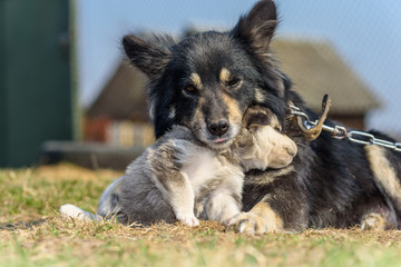 The dog plays with a puppy in the yard.