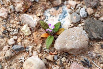 African mustard seedling (Malcomia africana), small purple cross shaped, 4 petaled brassica flower
