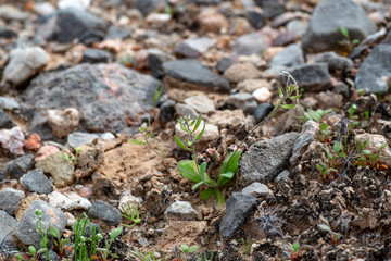 Wedgeleaf draba  - Draba cuneifolia with fruit
