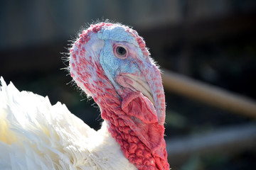Closeup turkey head