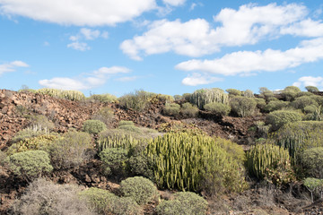 Beautiful lush green cactus succulents landscape with dry and rough volcanic hills (mount Teide) of Tenerife Island, Canary, Spain, Europe. Shot against a blue sky.