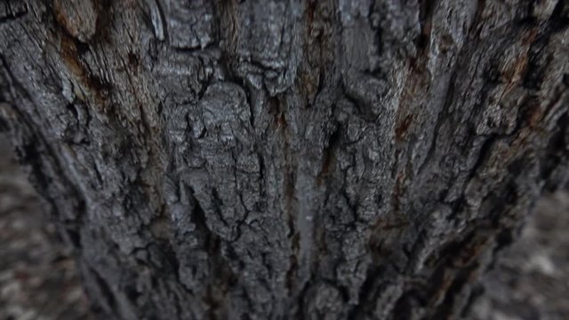 Bark of a large tree