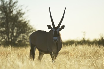 Spießbock (oryx gazella) im Kgalagadi Transfrontier Nationalpark in Südafrika