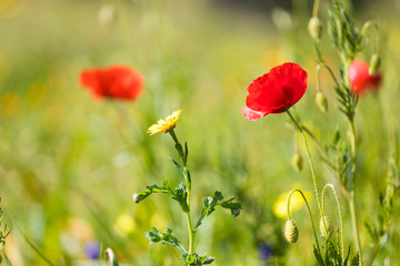 Naklejka premium Mohnblumen auf der Wiese