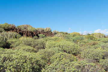 Fototapeta na wymiar Beautiful lush green cactus succulents landscape with dry and rough volcanic hills (mount Teide) of Tenerife Island, Canary, Spain, Europe. Shot against a blue sky.
