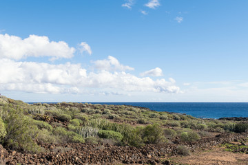 Beautiful lush green cactus succulents landscape with dry and rough volcanic hills (mount Teide) of Tenerife Island, Canary, Spain, Europe. Shot against a blue sky.