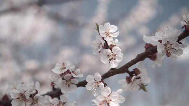 Blooming tree of Apricot in the spring garden