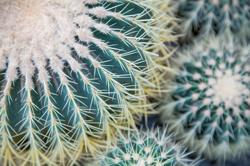 large and small green cactus, view from above