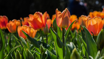 Orange tulips close up