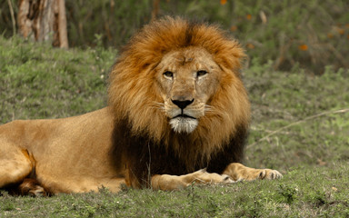 Fototapeta na wymiar Portrait of a Male Lion