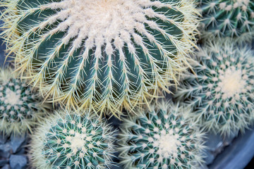 large and small green cactus, view from above