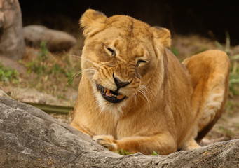 Fototapeta na wymiar Female Lion Making a Face 