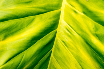 Close up of a beautiful glossy-leaf paper plant or Japanese aralia (Fatsia japonica) wallpaper background texture.