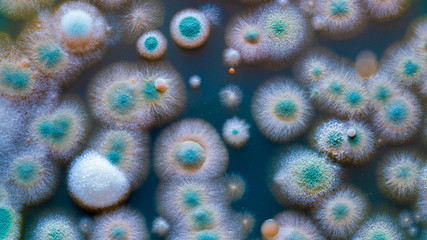 close up petri dish with microbe colony
