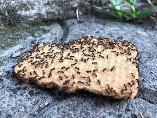 Little black ants eat liver. Cookie lying on the sidewalk tiles. Insects on sweet pastries.