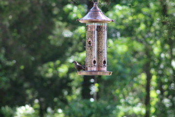 Bird & Feeder