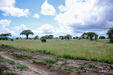 Tree in Manyara national park in Tanzania