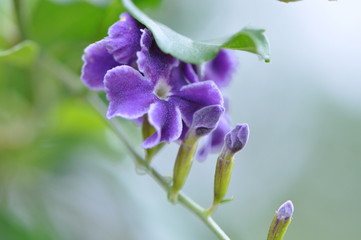 purple flower