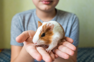 Closeup portrait of cute small white and brown baby guinea pig sitting in hands of happy young kid...
