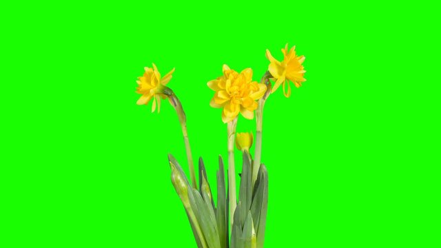 Yellow narcissus blossom buds green screen, FULL HD (Narcissus Sweet Pomponette). timelapse