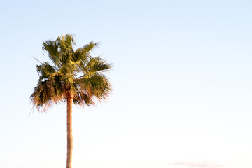 Green palm tree in warm golden sunlight set against a pale blue sky with copyspace.