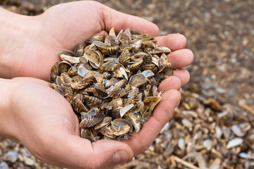 Mussel shells in the hands against the sea with mussels