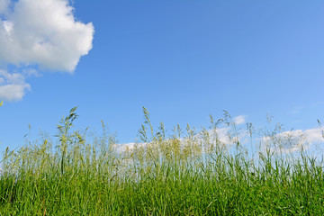Fototapeta premium Summer landscape