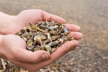 Mussel shells in the hands against the sea with mussels