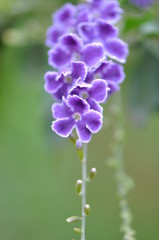 purple flower