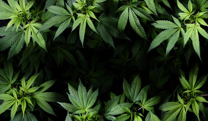 Cannabis Sativa Leaves On Dark - Medical Legal Marijuana - obrazy, fototapety, plakaty