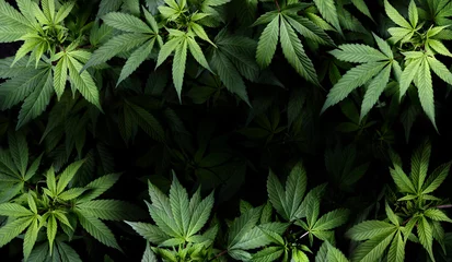 Fotobehang Cannabis Sativa Leaves On Dark - Medical Legal Marijuana © Romolo Tavani