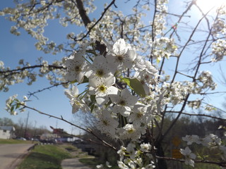 cherry tree blossom in spring