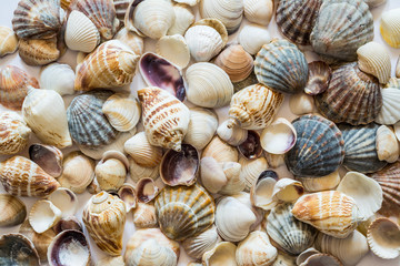 Background of seashells of different colors. Mollusk seashell texture.
