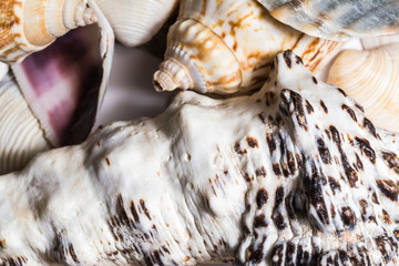 Background of seashells of different colors close-up macro. Mollusk seashell texture.
