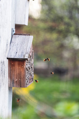 Wild bees
