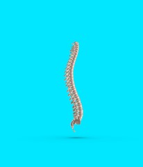 Skeletal human spine 3D Rendering