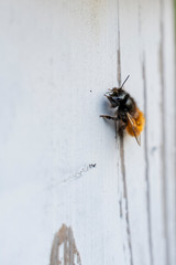 Obraz premium Wild bee