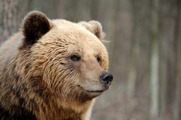 Obraz premium The brown bear in nature