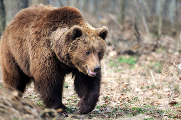 The brown bear in nature
