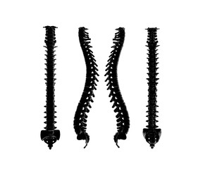 Skeletal human spine 3D Rendering