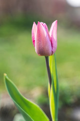 Naklejka premium Spring flowers